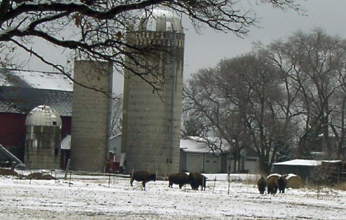 cows and pastures in Wisconsin