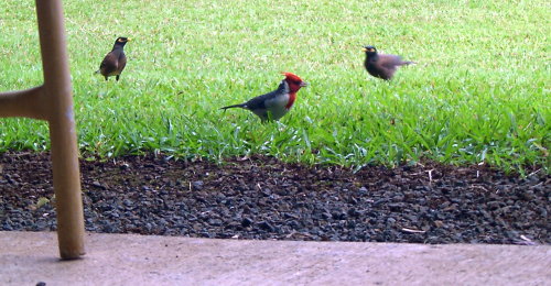 cardinals in kauai