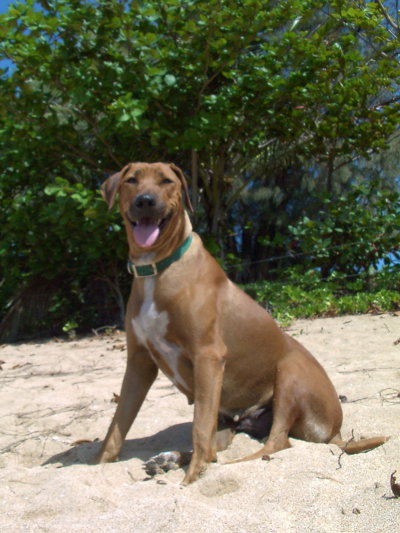 lucy the rhodesian ridgeback