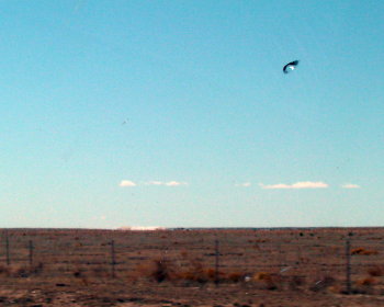 ufo in roswell
